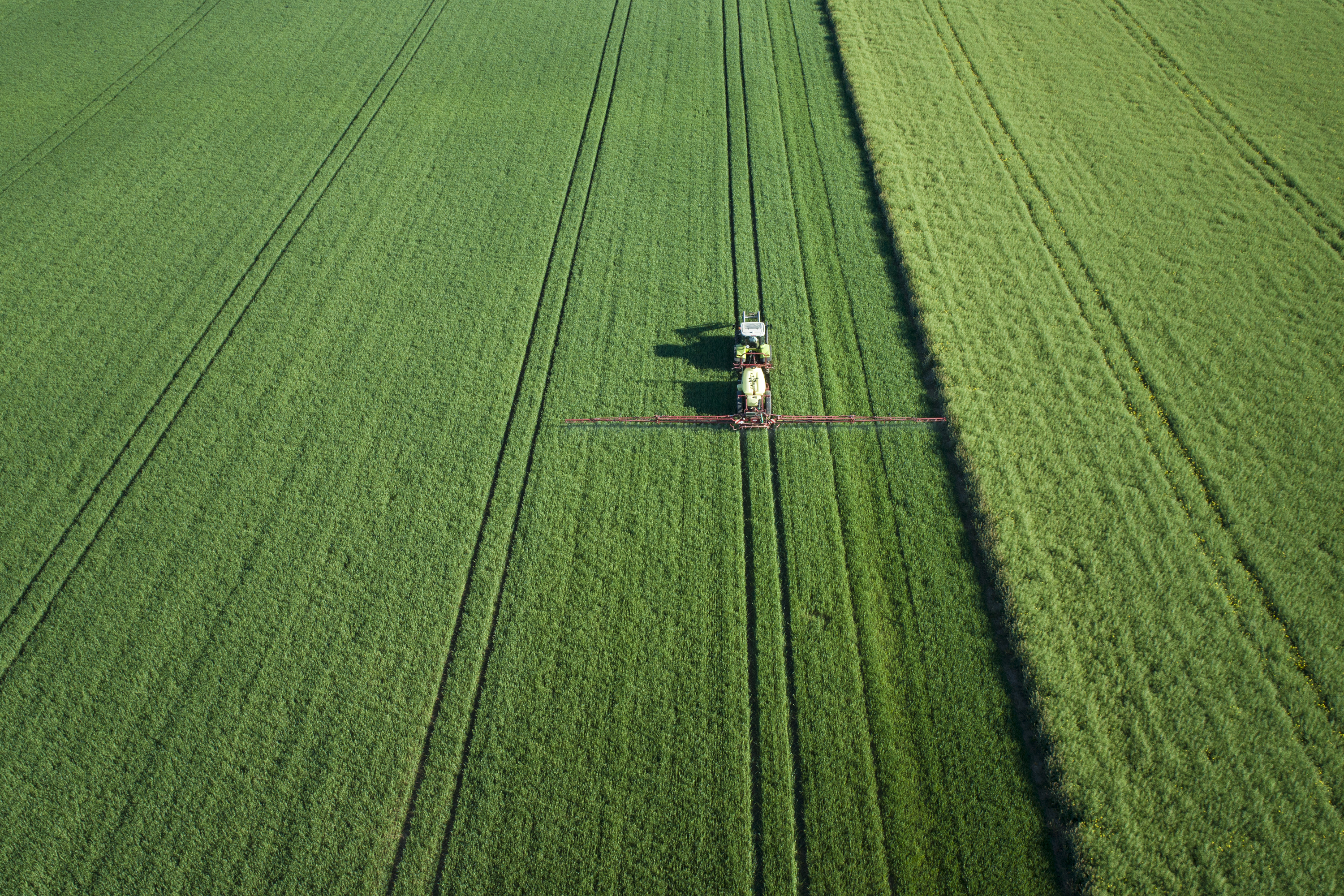 Crop Field